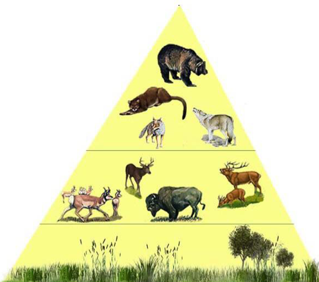 What is the wolf food chain?
